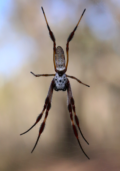 web.spider