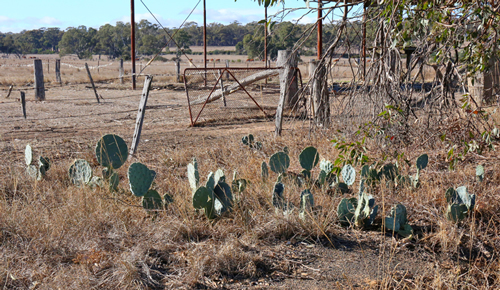 wheel-cactus