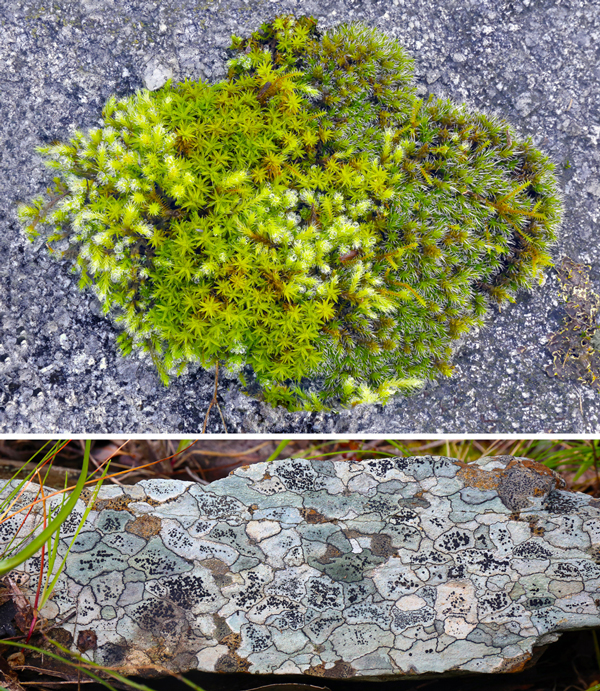 Moss and lichen photos from the 'Nature abstracted' exhibition. The moss species are clearly identifiable, and the lichen photos are spectacularly evocative 'maps'.