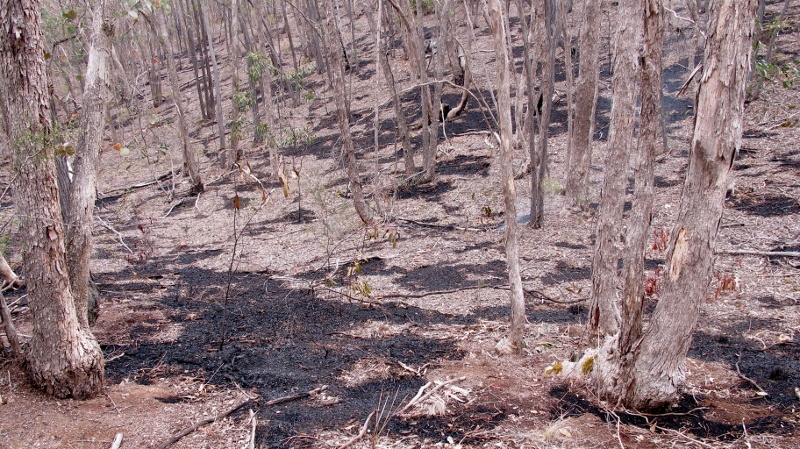 Kalimna, late April 2015: a combination of low fuel loads and cool conditions created a patchy management burn.