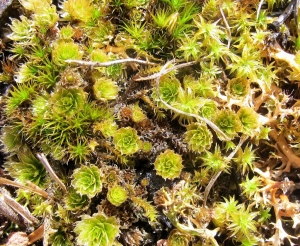 In spite of the months long dry, resilient moss came back after light rain in Muckleford in Mid April.