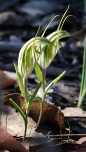 Large Striped Greenhood, Pterostylis robusta, Goughs Range, 21-June. 2015