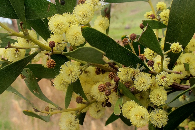 Acacia melanoxylon, named by Robert Brown, naturalist on Flinders' voyage in    :the great tradition of scientific engagement with Australian nature has been neglected in favour of 'heroic' accounts of conquest 