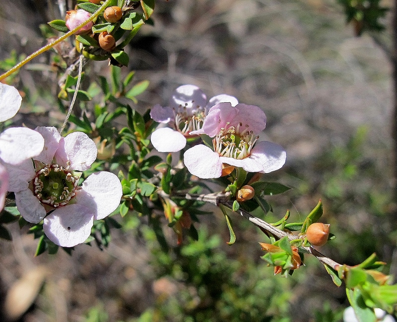 Heath Tea Tree [Leptospermum myrsinoides]