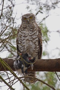 Newstead Powerful Owl with prey photo by Patrick Kavanagh