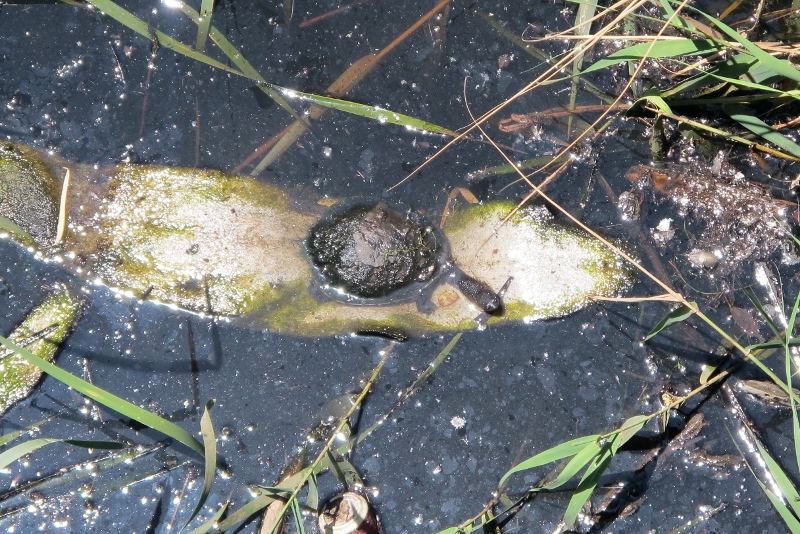 Common long neck turtle in Forest creek: it's not the most pristine environments, but the species has hung on in this location for years. 