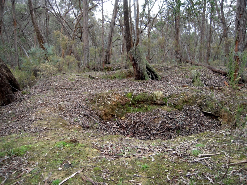 Shallow shafts being reclaimed by nature, Sebastopol Creek: how is the bushland setting to be interpreted in the National Heritage Park?