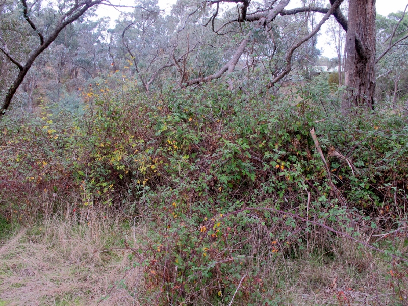 Blackberry and briar rose, Cobblers Gully: the PV Annual Report claims that 40% of Parks' area was 'treated' in one year. 