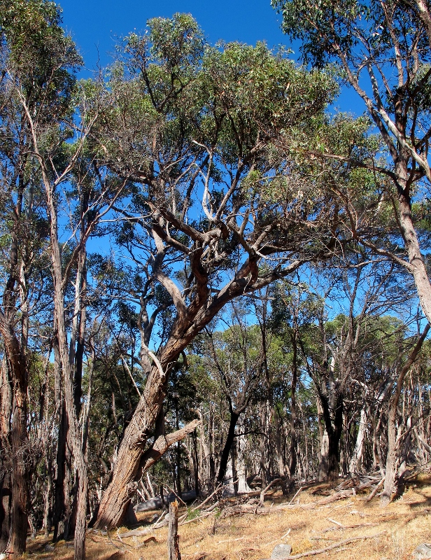 Messmates on Mount Alexander: it's a tree which can vary in size from a small mallee to a forest giant, depending on conditions.