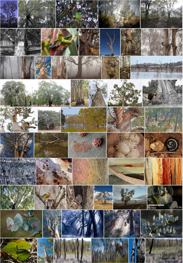 web photos flickr trees