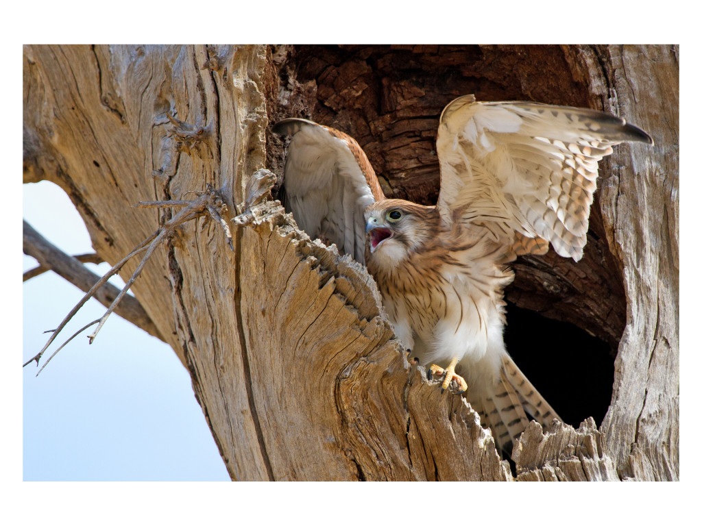 web Y 12 x 16 inch Nankeen Kestrel