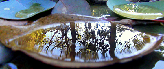 Doug photo low res Bush reflections copy