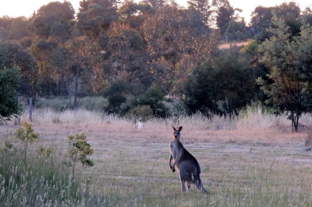 In Happy Valley: are kangaroos like rabbits? Is mountain biking a connection to nature? Should reveg projects move away from 'local provenance' plants?