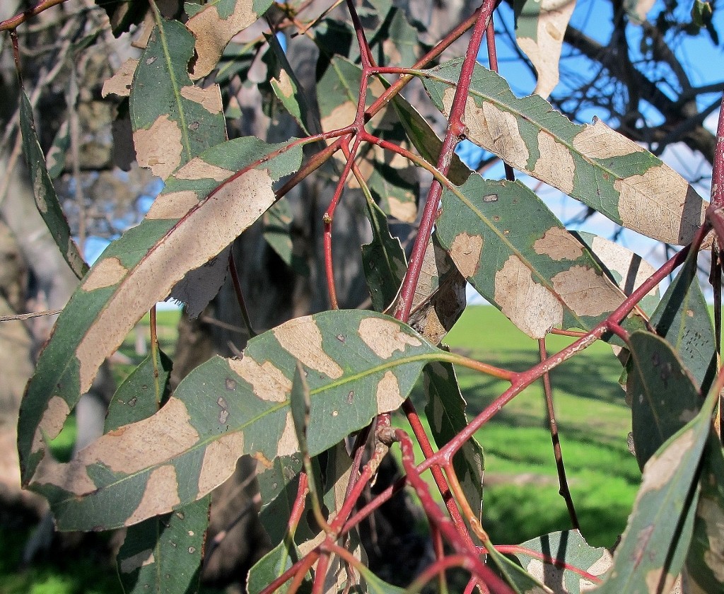 Red gum leaves: trees of this species have been looking stressed for some months throughout the region.