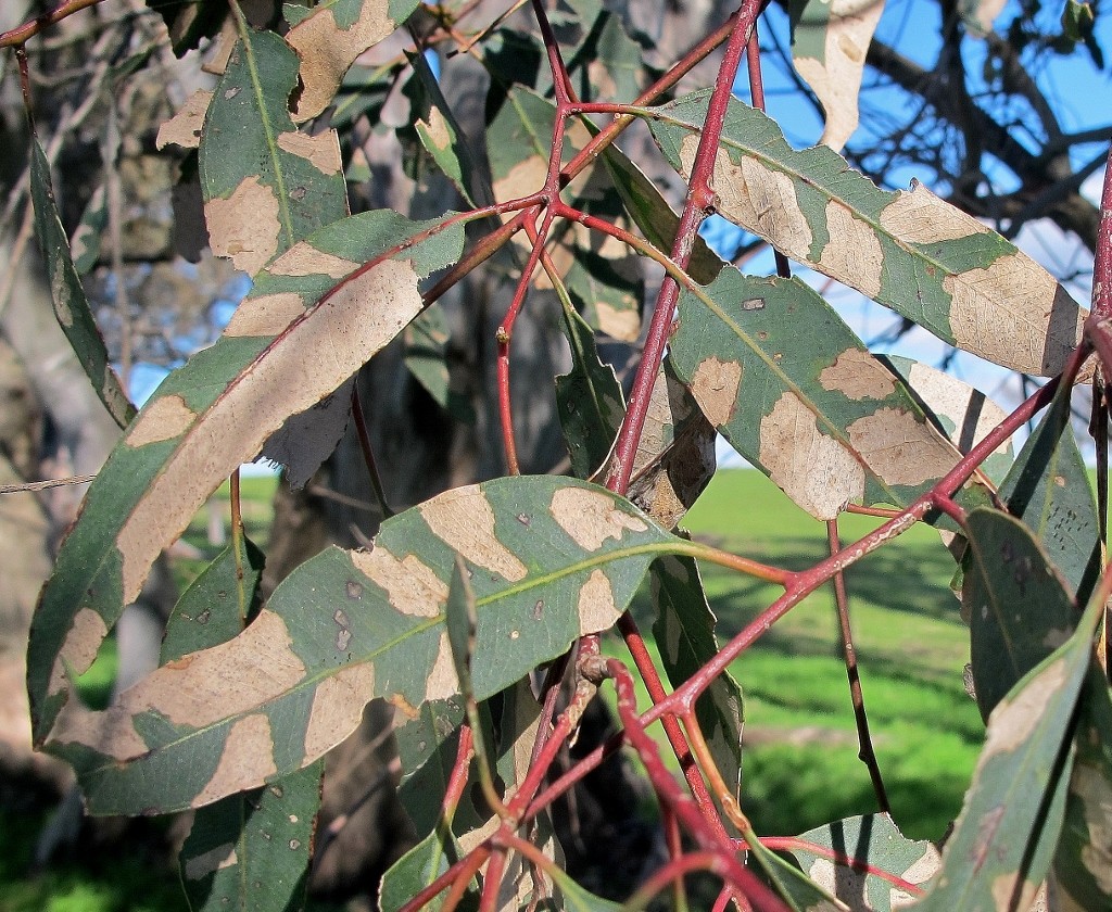 Red gum leaves: trees of this species have been looking stressed for some months throughout the region.