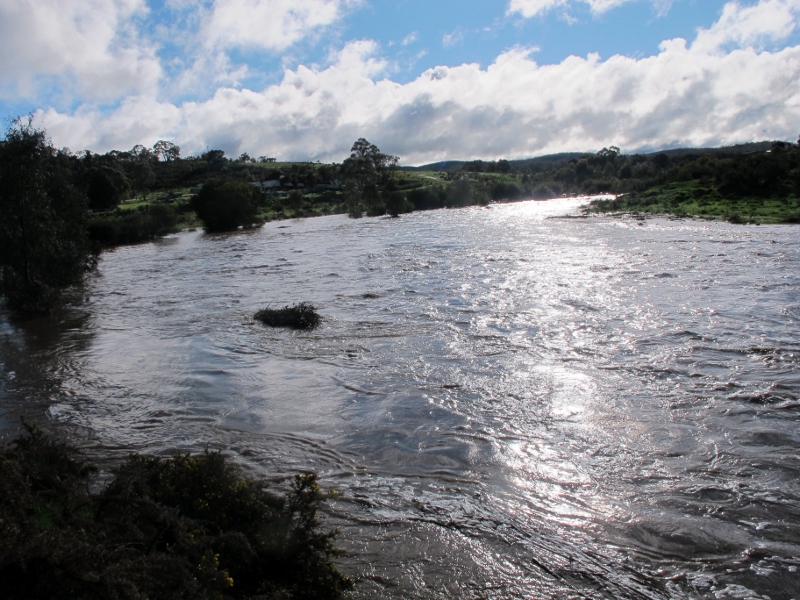 Forest Creek, September 14: forty millimetres of rain the day before gives it a quite respectable volume...