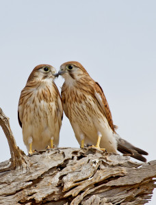 nankeen-kestrel_14-01-23_9-crop