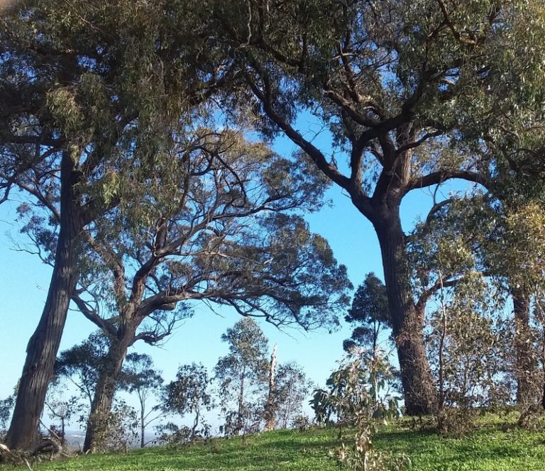 old Stringybarks, chewton bushlands 21 7 19 (8) (800×692) | Friends of ...