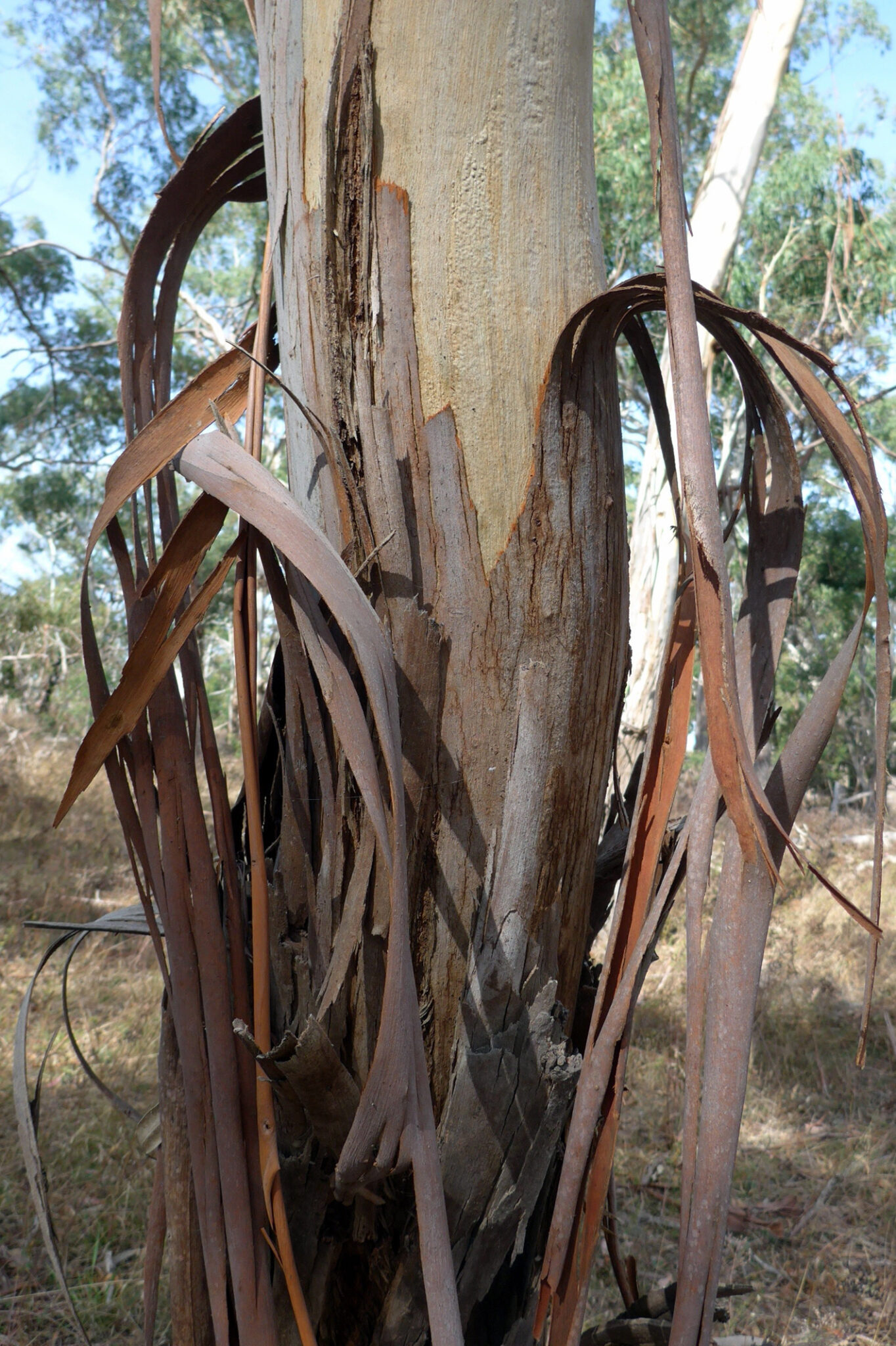 Eucalyptus viminalis MANNA GUM shedding bark Mt Alexander 17 April