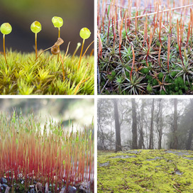 Moss Greeting Cards