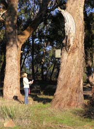 Assessing old trees